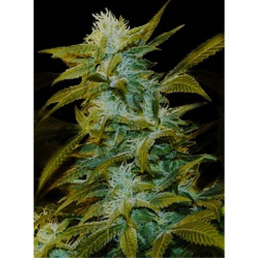 Super Silver Bilbo Cannabisblüte mit kompakten, harzigen Knospen und leuchtend grünen Blättern.