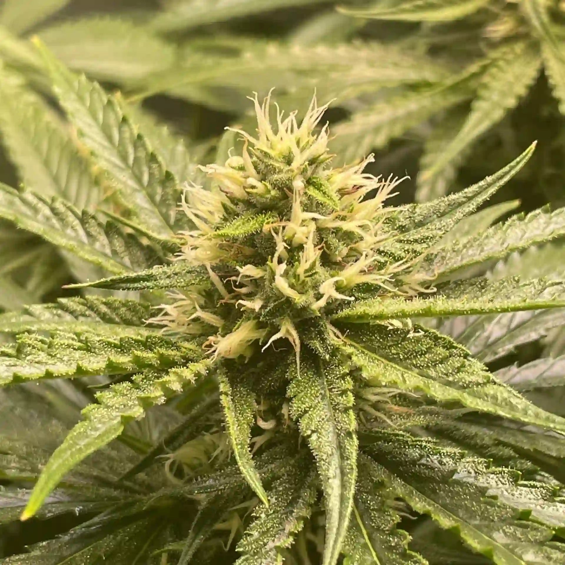 Super- Silver Bilbo Blüte mit harzigen Trichomen und hellen Stempeln in kompakter, kristallreicher Struktur