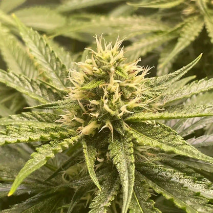 Super- Silver Bilbo Blüte mit harzigen Trichomen und hellen Stempeln in kompakter, kristallreicher Struktur