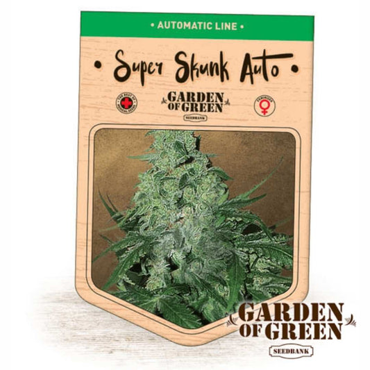 Auto Super Skunk Bud mit dichten harzigen Blüten und kräftigen grünen Blättern in der typischen Garden of Green Verpackung