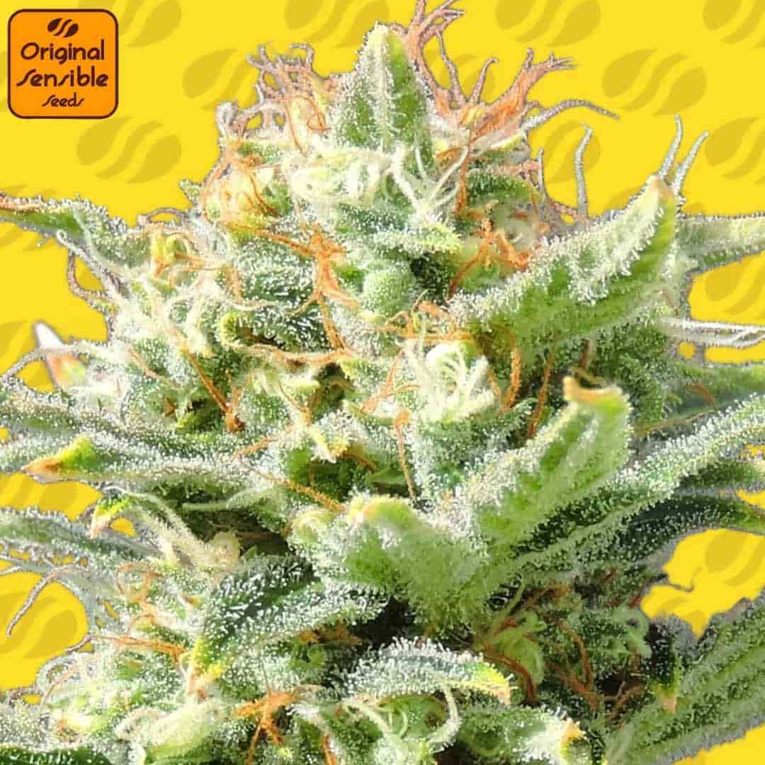 Auto Super Skunk Blüte mit dichter Struktur, starkem Harzbesatz und orangefarbenen Stigmen