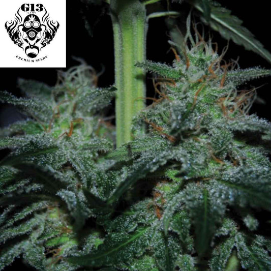 Super Skunk Blüte mit dichten harzigen Buds und vielen Trichomen an der Cannabispflanze