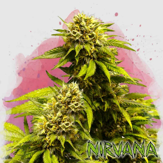 Dichte Super Skunk Blüten mit leuchtend grünen Blättern und orangefarbenen Blütenhaaren in voller Blüte.