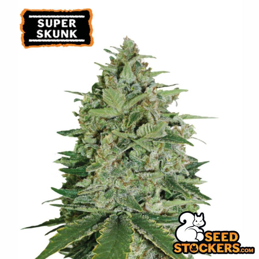 Super Skunk (Seedstockers) Feminisiert