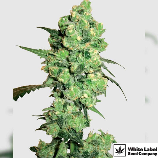 Super Skunk Blüte mit dichten, harzigen Buds und kräftigen grünen Blättern