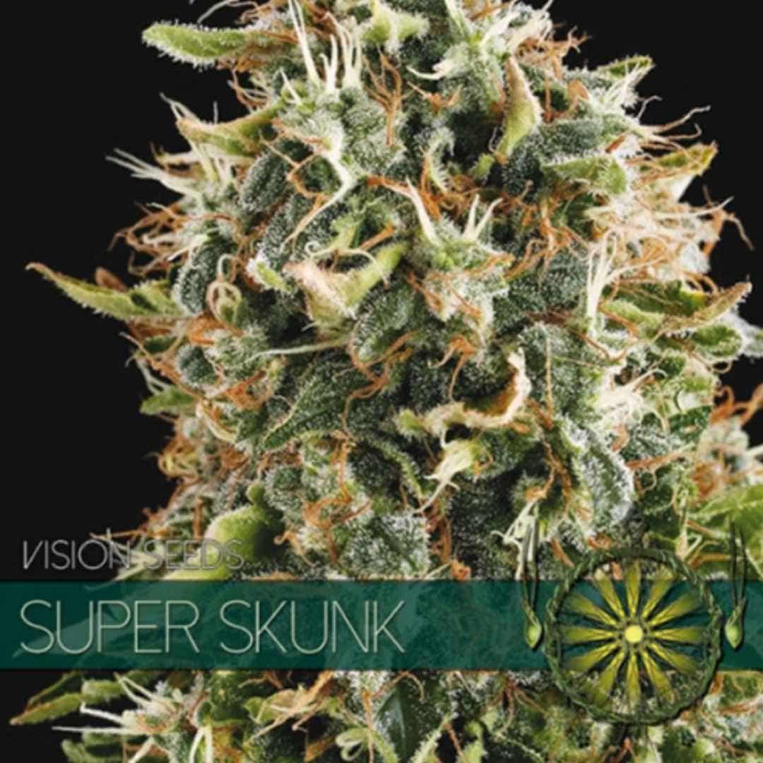 Super Skunk von Vision Seeds mit dichter heller Cannabisblüte und sichtbarer Harzschicht.