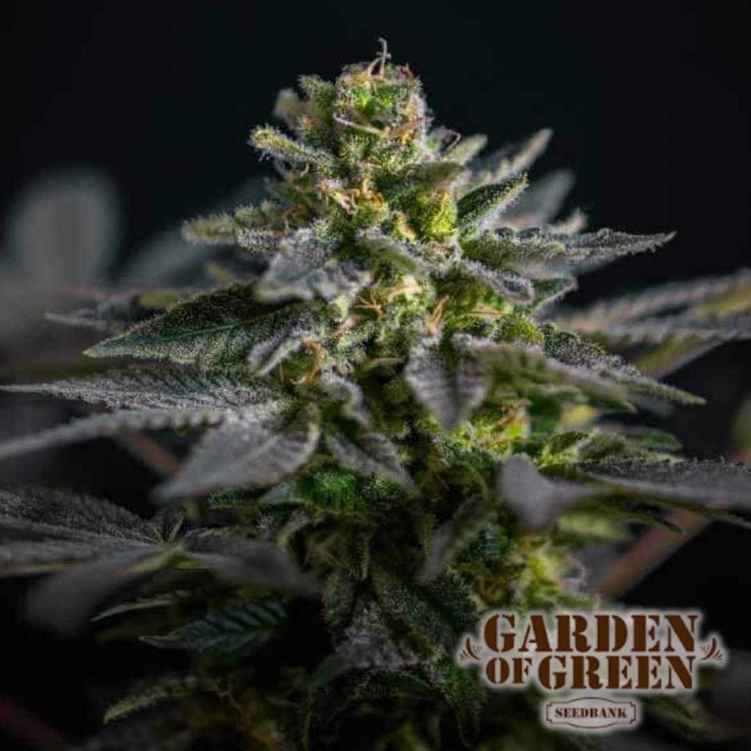 Super Skunk Kush Nahaufnahme mit dichten, kristallüberzogenen Buds