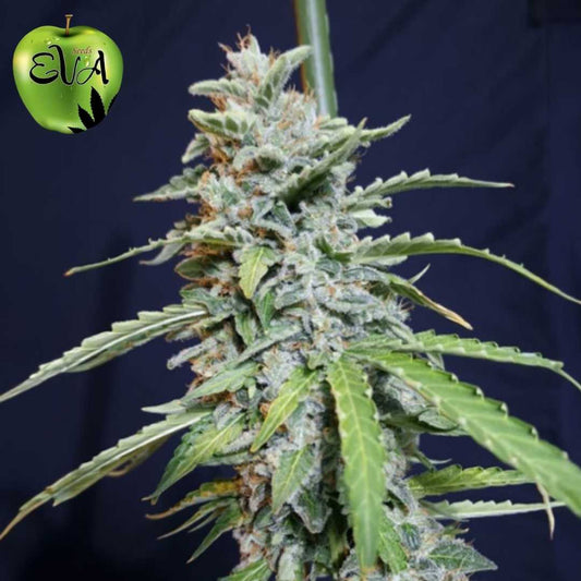 Super Watermelon Auto Blüte mit dichten, harzigen Buds und sichtbaren Trichomen an kompaktem Hauptcola