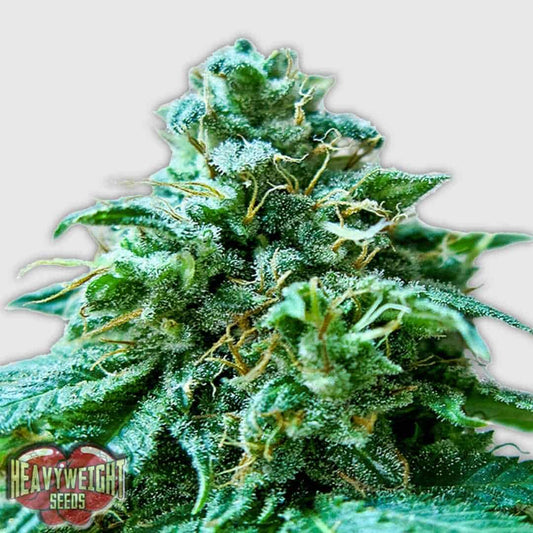 Superb O.G. Blüte mit dichten, harzigen Buds und sichtbaren Trichomen sowie orangefarbenen Härchen