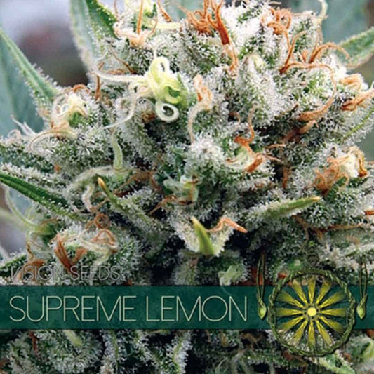 Supreme Lemon von Vision Seeds mit dichter harziger Cannabisblüte und hellen Blütenfäden.