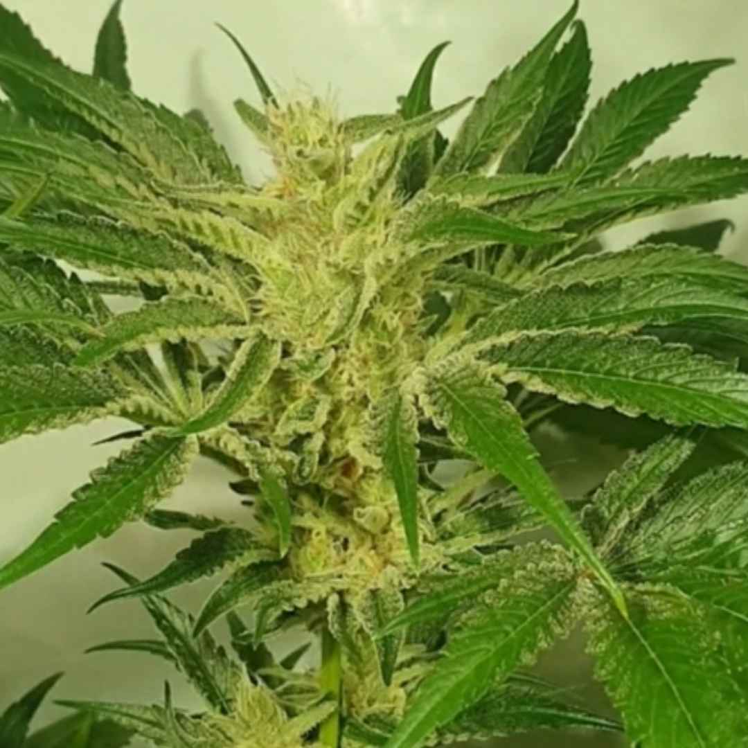 Supreme Nectar von ZmoothieZ mit dichter, harziger Cannabisblüte und kräftig grünen Zuckerblättern.