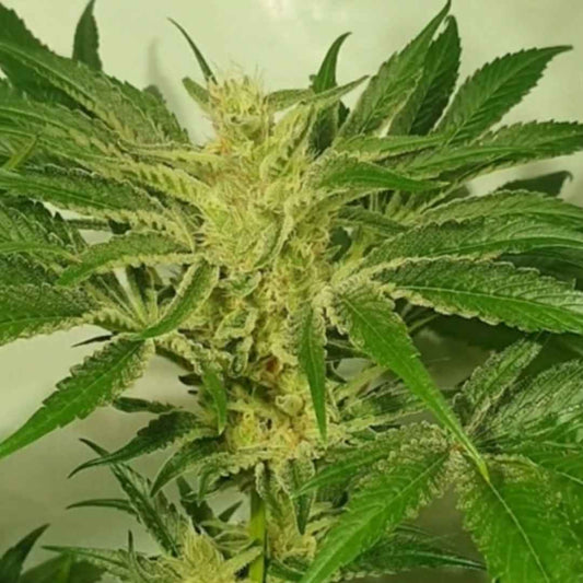 Supreme Nectar von ZmoothieZ mit dichter, harziger Cannabisblüte und kräftig grünen Zuckerblättern.