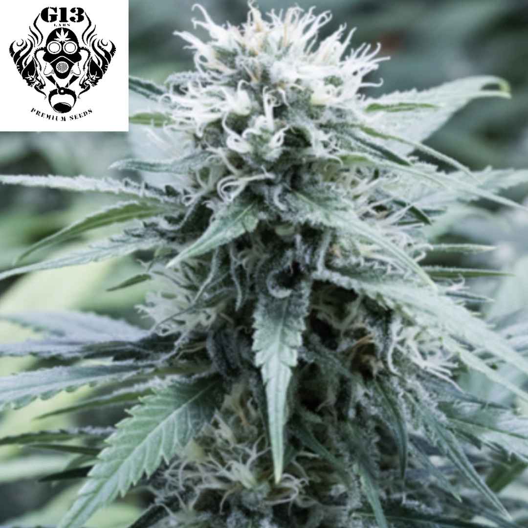 Sweet Amnesia Cannabisblüte mit dichten harzigen Buds und weißen Blütenstempeln während der Blütephase