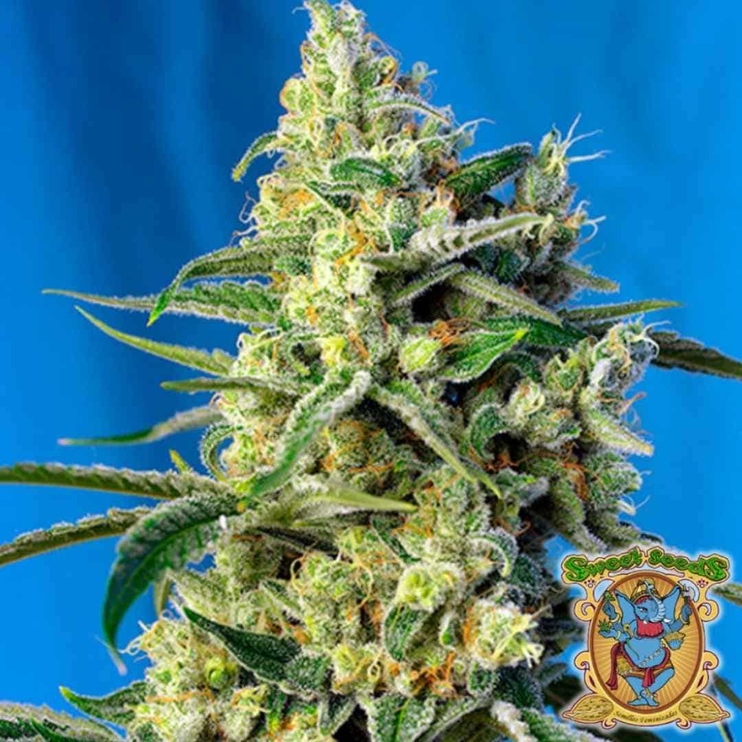 Dichte Sweet Amnesia Haze Blüte mit vielen Harzkristallen und orangefarbenen Blütenhaaren