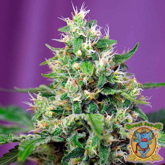 Sweet Amnesia Haze XL Auto mit dichten, harzreichen Buds und leuchtend orangefarbenen Blütenhaaren.