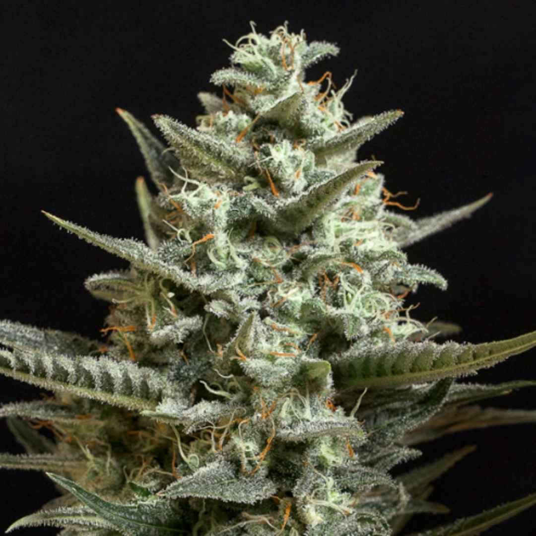 Sweet Bilbo Cannabisblüte mit dichten Trichomen, grünen Zuckerblättern und orangefarbenen Blütenfäden