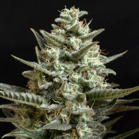 Sweet Bilbo Cannabisblüte mit dichten Trichomen, grünen Zuckerblättern und orangefarbenen Blütenfäden