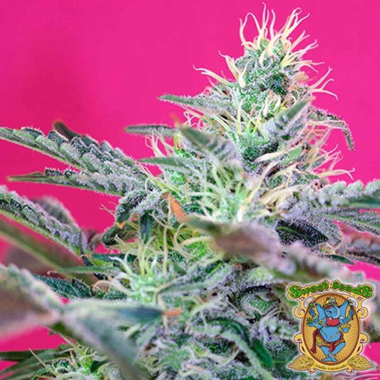 Nahaufnahme einer Sweet Cheese XL Auto Pflanze mit harzüberzogenen Blüten und leuchtenden orangefarbenen Blütenhaaren.