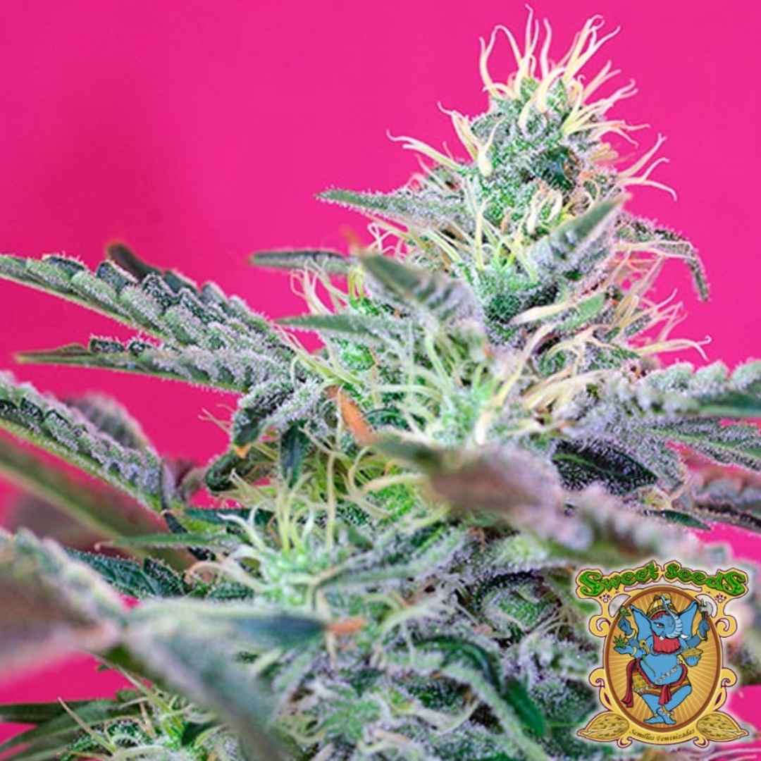 Nahaufnahme einer Sweet Cheese XL Auto Pflanze mit harzüberzogenen Blüten und leuchtenden orangefarbenen Blütenhaaren.