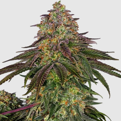 Sweet Cherry Kush Blüte mit dichten Trichomen, violett-grünen Zuckerblättern und orangefarbenen Stempeln