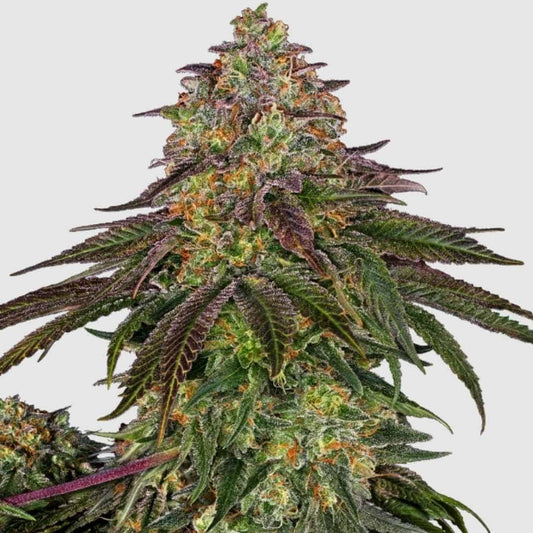 Sweet Cherry Kush Blüte mit dichten Trichomen, violett-grünen Zuckerblättern und orangefarbenen Stempeln