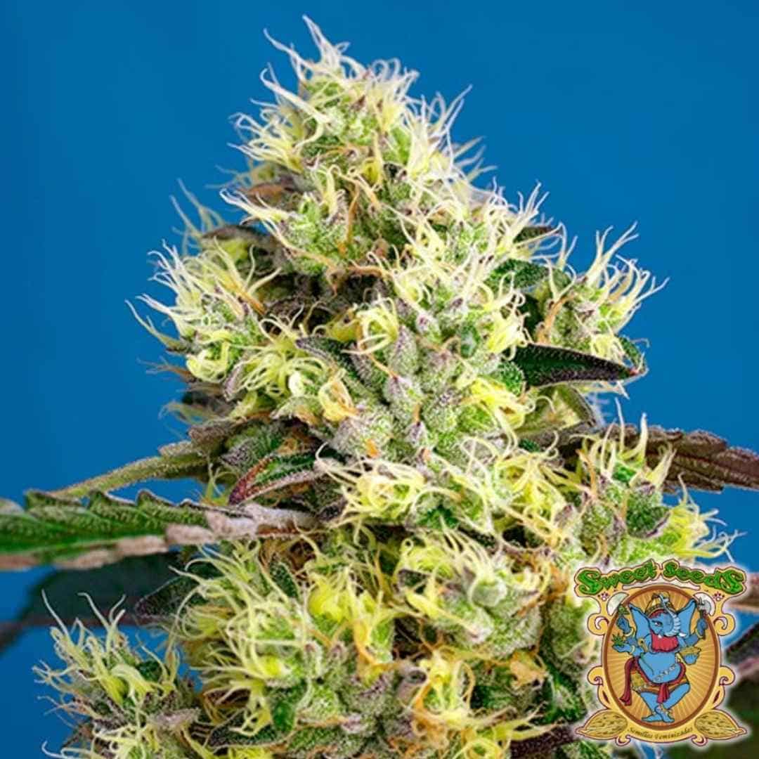Dicht bewachsene Sweet Gelato Auto Blüte mit leuchtend gelben Blütenhaaren und harzüberzogenen Buds