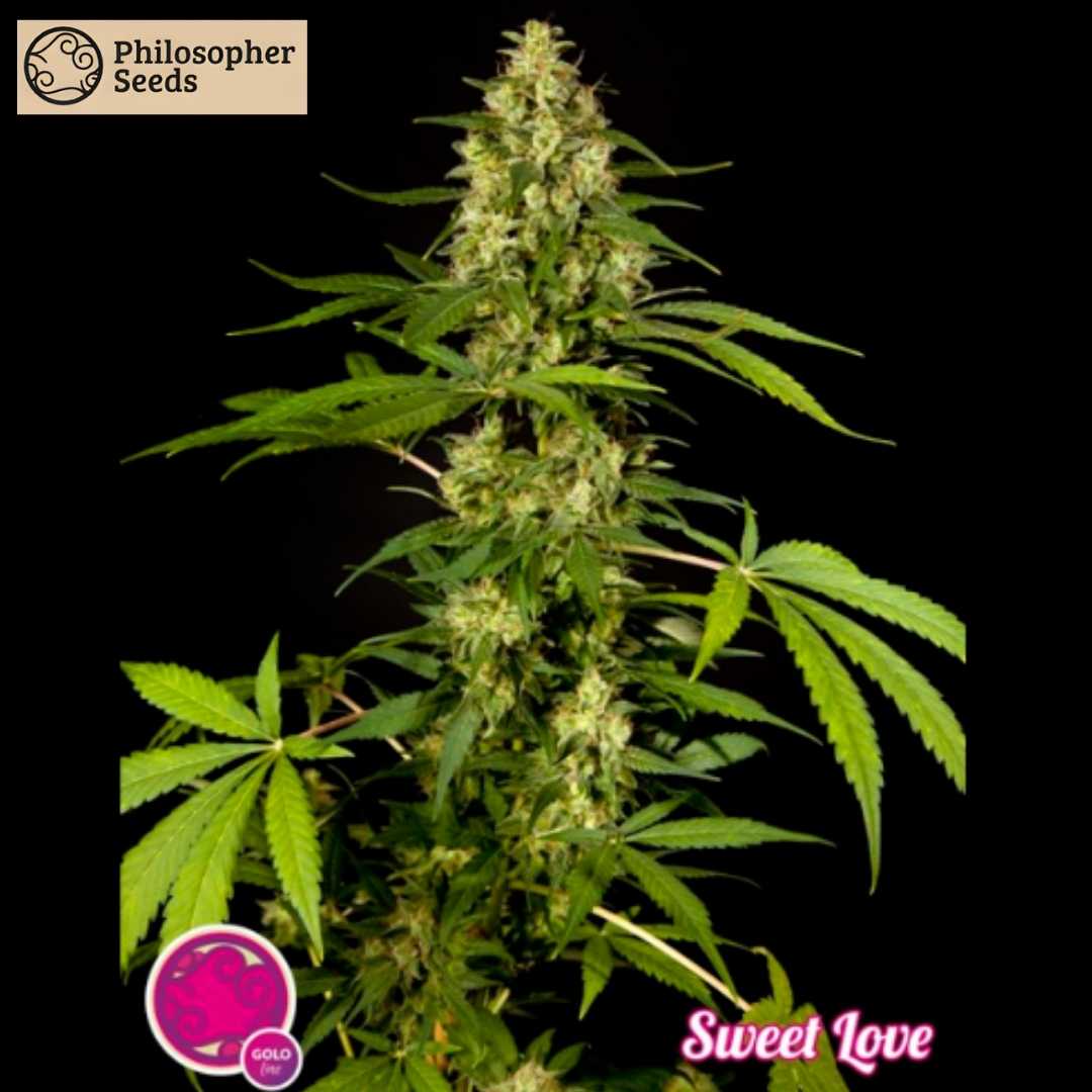 Sweet Love Cannabispflanze mit dichter Hauptcola, harzigen Blüten und langen, schmalen Blättern