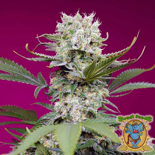 Dicht blühende Sweet Mandarine Z XL Auto Pflanze mit harzreichen Buds und leuchtend grünen Blättern