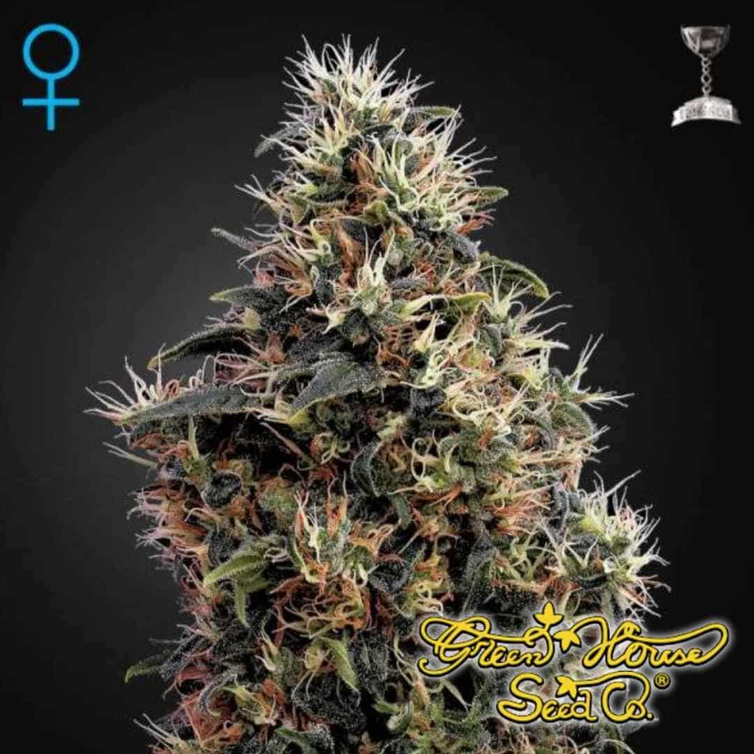 Reife Sweet Mango Auto Blüte mit kompakter Hauptcola, vielen Pistillen und sichtbarer Harzschicht