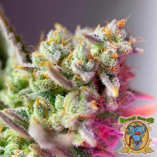 Nahaufnahme einer harzreichen Sweet Mimosa XL Auto Blüte mit violetten Spitzen und orangefarbenen Blütenhaaren.