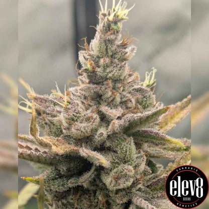 Harzige Sweet Peaks Blüte mit dichten Trichomen und violett-grünen Nuancen