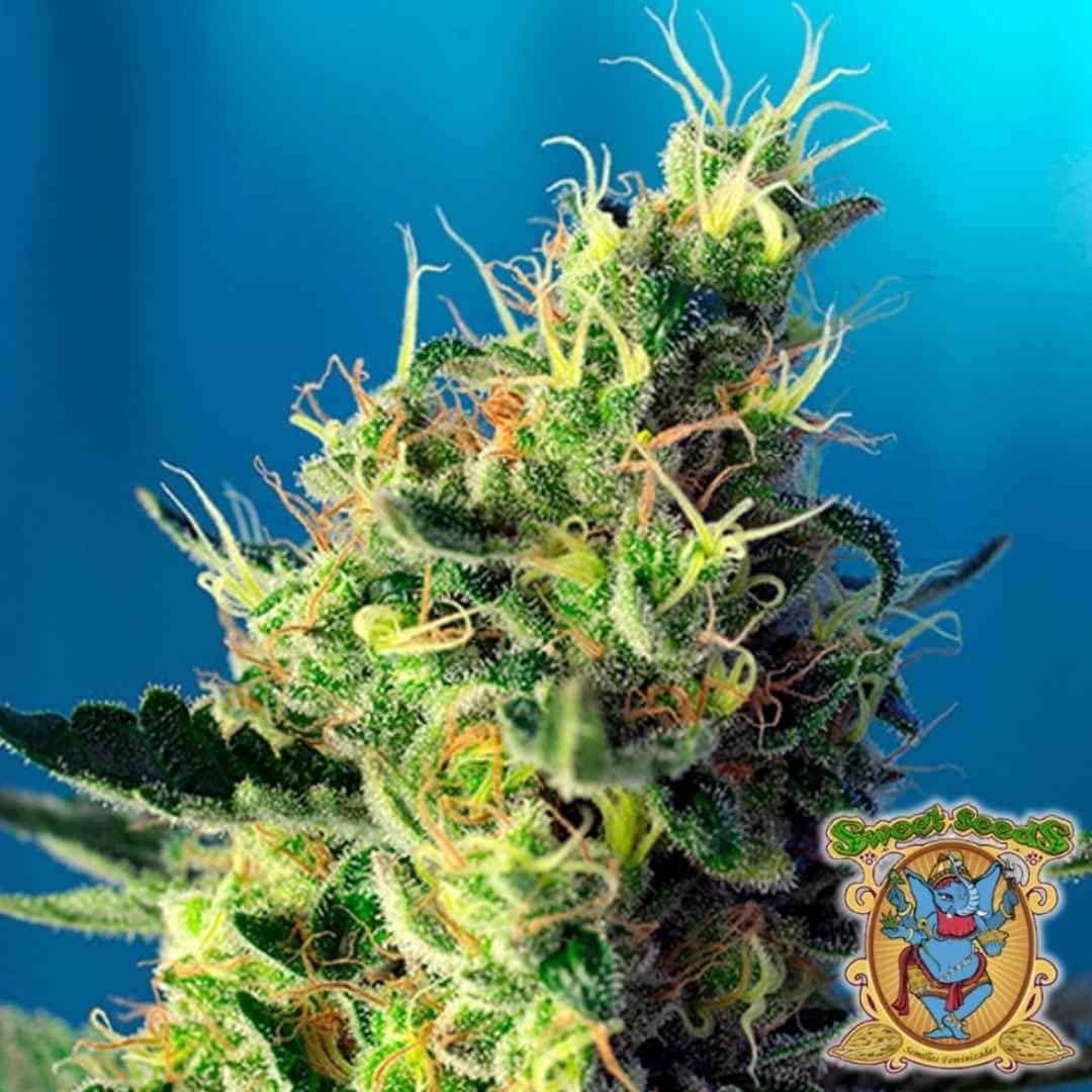 Nahaufnahme einer Sweet Pure CBD Blüte mit dichten grünen Knospen, orangen Härchen und funkelnden Harzkristallen.