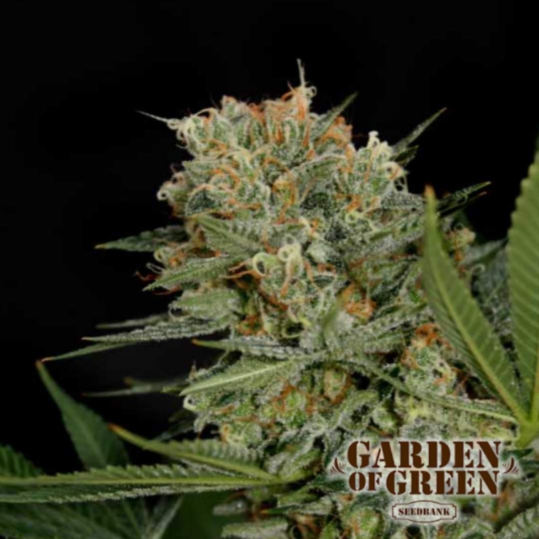 Nahaufnahme der Sweet Russian Blüte mit dichten Harzschichten und orangefarbenen Blütenhaaren