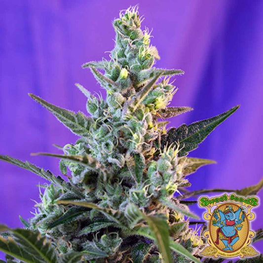 Harzreiche Sweet Skunk Auto Pflanze mit dichten, grünen Blüten und leuchtenden Trichomen.