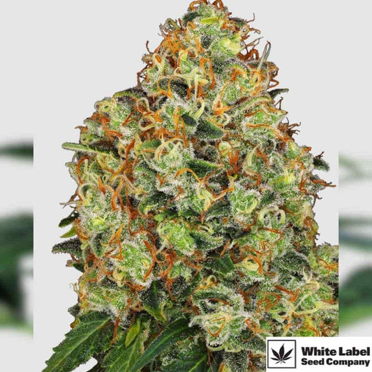 Sweet Tangerine Tango Automatic mit dichter, harziger Blüte und orangefarbenen Pistillen