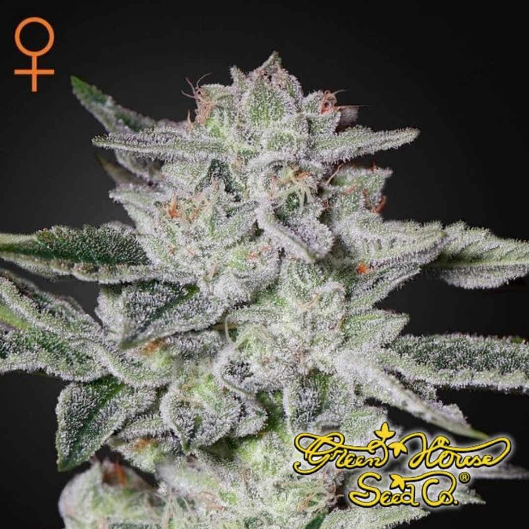 Reife Sweet Valley Kush Blüte mit dichter Struktur, vielen Trichomen und orangefarbenen Stempeln