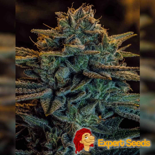 Dichte, harzige Sweet Zombie Blüte mit frostigen Trichomen und violett-grünen Farbtönen in voller Reife