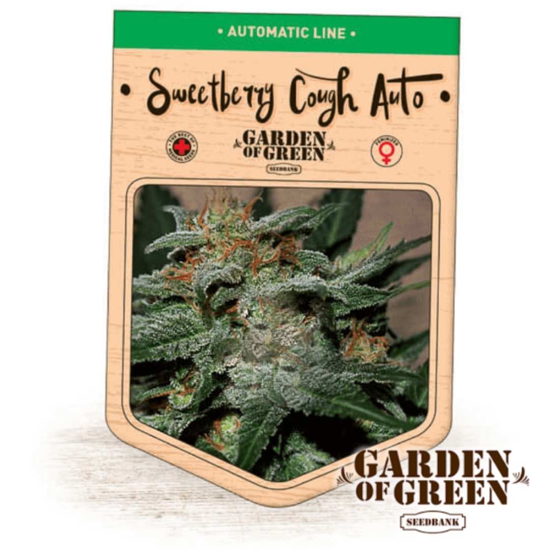Frostige Auto Sweetberry Cough Blüte mit dichten Trichomen und orangefarbenen Blütenhaaren