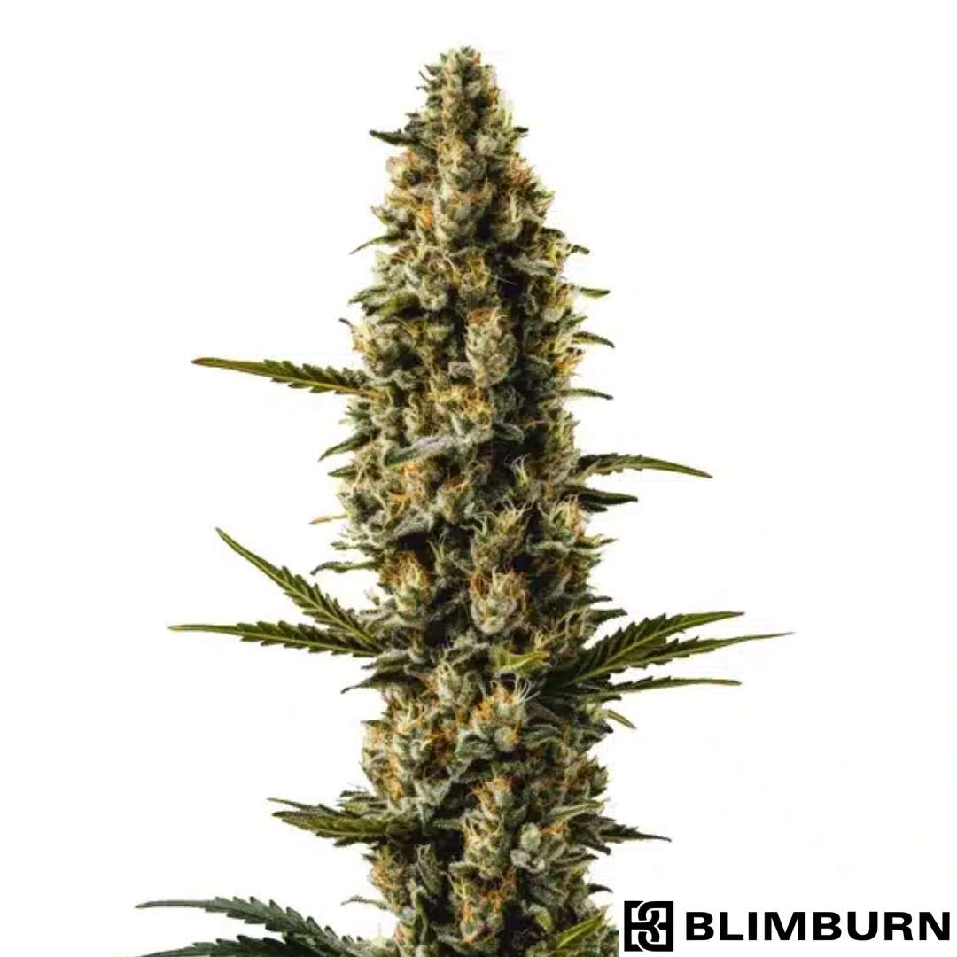 Sweety Auto mit dichter, harziger Hauptcola und kompakten, trichombedeckten Blüten