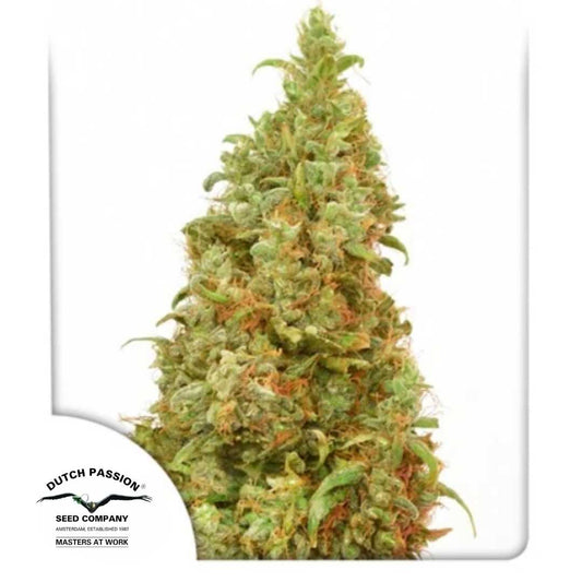 THC-Victory Bud mit dichten Blüten, grünen Blättern und orangefarbenen Härchen von Dutch Passion