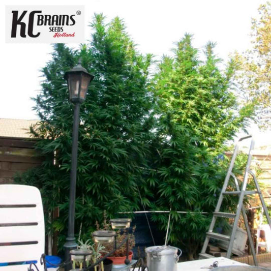 T.N.R. Cannabispflanzen mit dichtem Wuchs im Outdoor-Garten