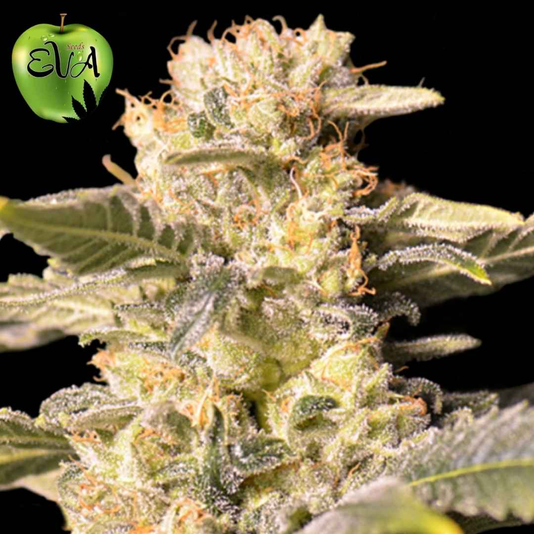 TNT Kush CBD Blüte mit dichten harzigen Buds und orangefarbenen Pistillen