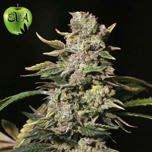 TNT Kush Blüte mit dichten, harzigen Buds und sichtbaren Trichomen auf kompakter Cannabis Pflanze