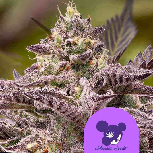 Tahiti Vibez Auto Blüte mit dichten Trichomen und violett überzogenen Zuckerblättern