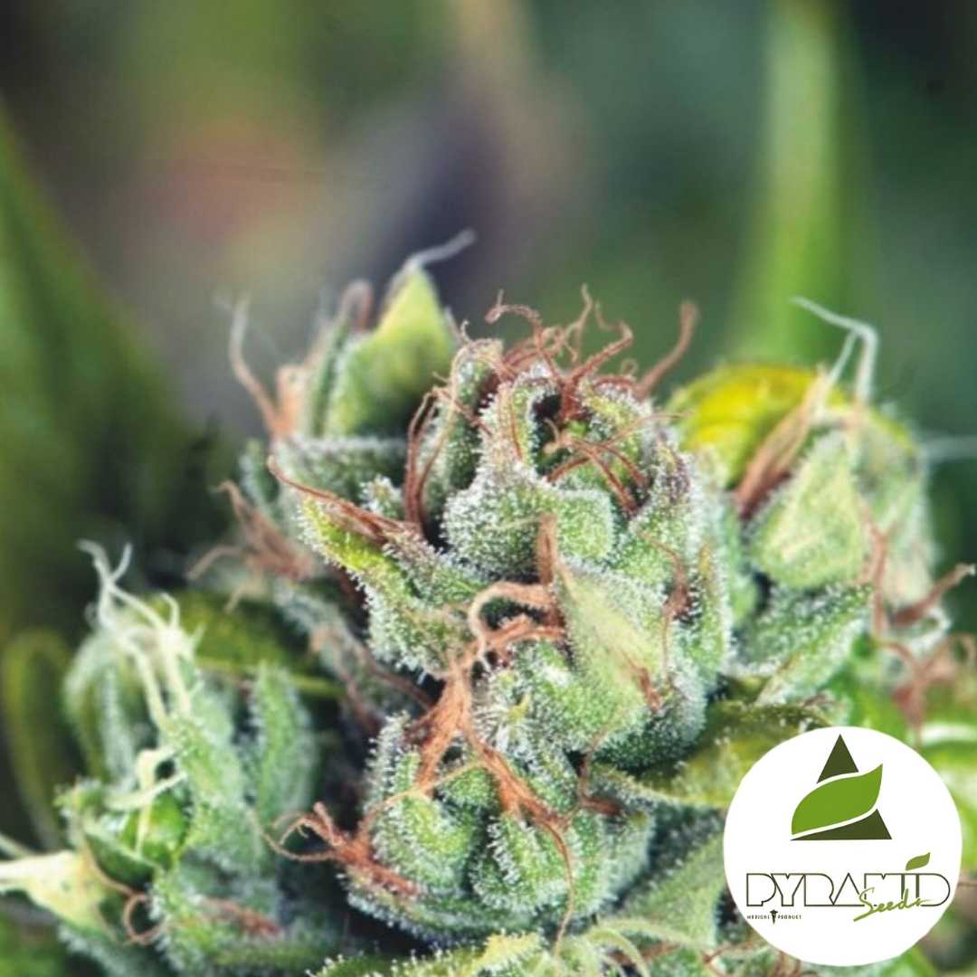 Tahoe Cure Blüte mit dichten Trichomen und orangebraunen Fäden in naher Makroaufnahme