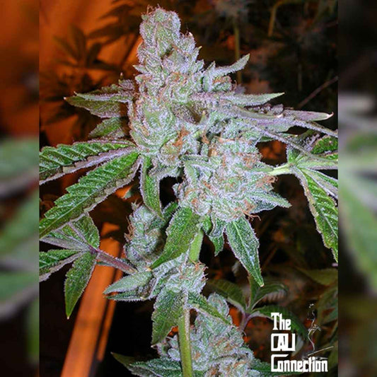 Tahoe OG Kush Auto mit dichten, harzreichen Buds und orangefarbenen Blütenhaaren