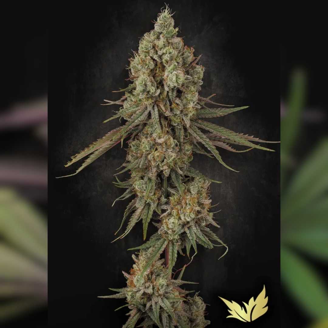 Dichte Tangerine Sorbet Blüte mit frostigem Harzüberzug und orangefarbenen Härchen