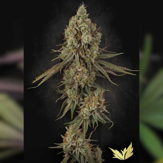 Dichte Tangerine Sorbet Blüte mit frostigem Harzüberzug und orangefarbenen Härchen