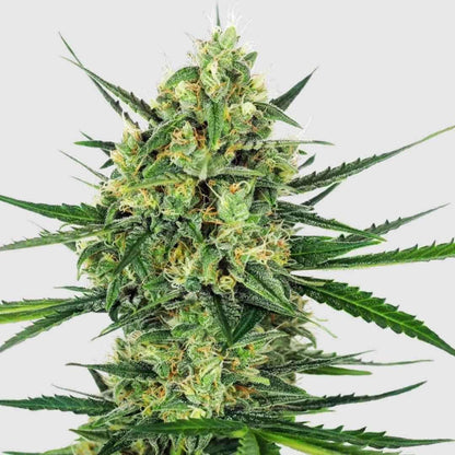 Tangerine Sugar Cannabis-Sorte mit dichten, harzigen Buds und lebendgrünen Blättern.