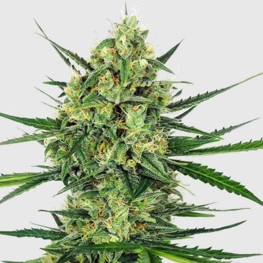 Tangerine Sugar Cannabis-Sorte mit dichten, harzigen Buds und lebendgrünen Blättern.